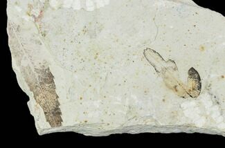 Fossil Balloon Vine And Willow Leaf - Green River Formation #109660