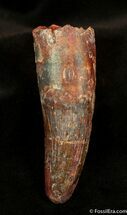 Giant Inch Spinosaurus Tooth #1320