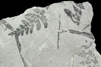 Fossil Fern (Sphenopteris And Lygenopteris) Plate - Poland #111660