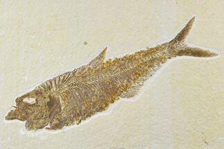 Detailed, Fossil Fish (Diplomystus) Plate - Wyoming #113301