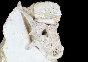 Fossil Crocodile Scute, Vertebra & Bones In Rock #78098