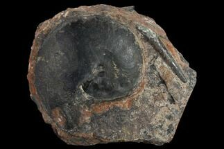 Fossil Ammonite (Flexoptychites) #119422