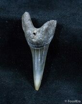 Fossil Isurus Desori Fossil Shark Tooth - Belgium #1416
