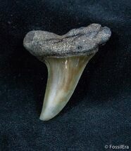 Fossil Isurus Fossil Shark Tooth - Belgium #1422