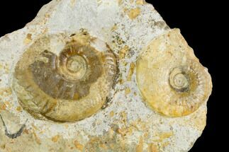 Two Ammonite Fossils - Boulemane, Morocco #122438