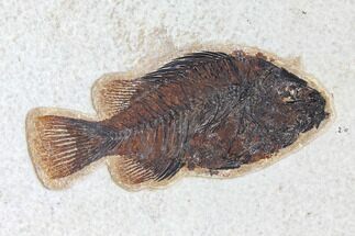 Framed Fossil Fish (Cockerellites) - Green River Formation #122647