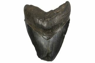 Fossil Megalodon Tooth - Feeding Damaged Tip #125935