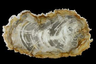 Tropical Hardwood Petrified Wood Dish - Indonesia #131552