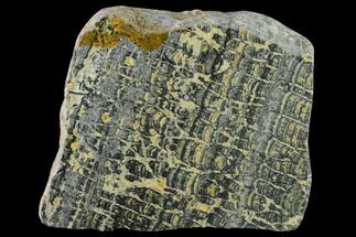 Proterozoic Age Columnar Stromatolite (Asperia) Slab - Australia #132378