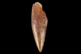 Serrated, Fossil Phytosaur (Machaeroprosopus) Tooth - New Mexico #133283