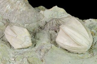 Multiple Blastoid (Pentremites) and Brachiopod Plate - Illinois #135602