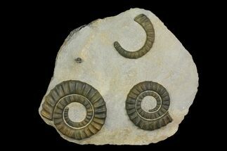 Plate of Two Devonian Ammonite (Anetoceras) Fossils - Morocco #135999