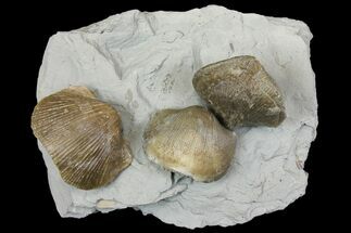 Multiple Fossil Brachiopod (Hebertella) Plate - Kentucky #136606