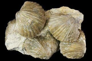 Fossil Brachiopod (Platystrophia) Cluster - Indiana #136615