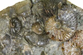 Wide Fossil Ammonite Cluster - South Dakota #137271