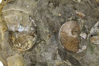 Fossil Ammonites (Sphenodiscus) in Rock - South Dakota #137284