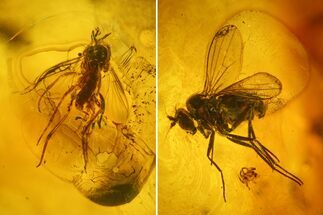 Two Fossil Flies (Diptera) and a Mite (Acari) in Baltic Amber #139027