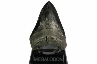 Serrated, Fossil Megalodon Tooth - Heavy Tooth #138997