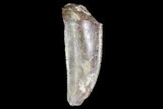 Serrated, Fossil Shark (Xenacanthus) Tooth - Texas #136345
