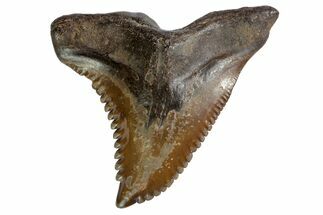 Serrated, Fossil Shark (Hemipristis) Tooth - Georgia #142451