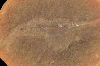 Fossil Shrimp (Peachocaris) Nodule (Pos/Neg) - Illinois #142484