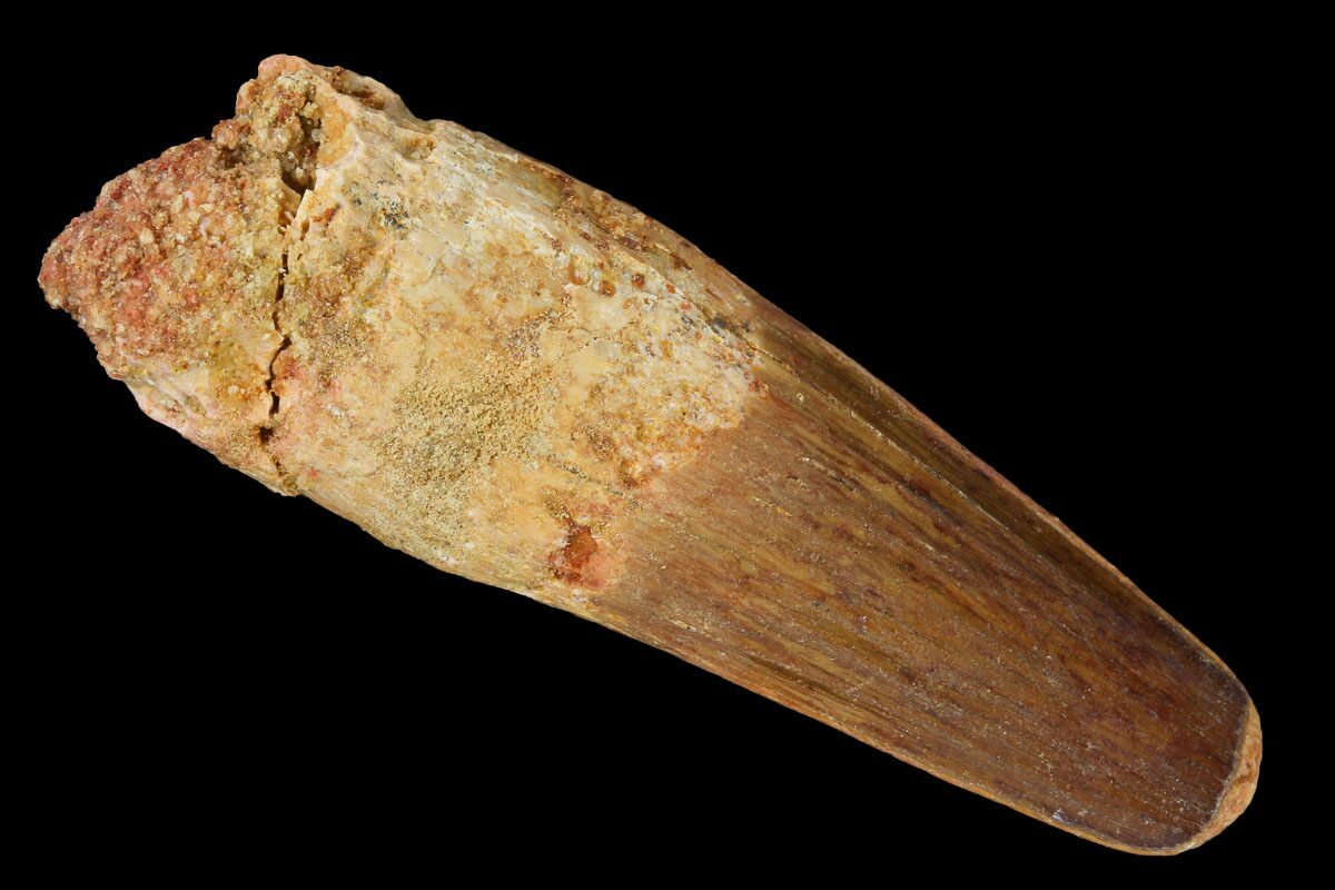 authentic dinosaur tooth