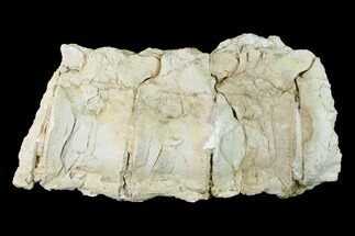 Articulated Plesiosaur (Trinacromerum) Vertebrae - Kansas #143494