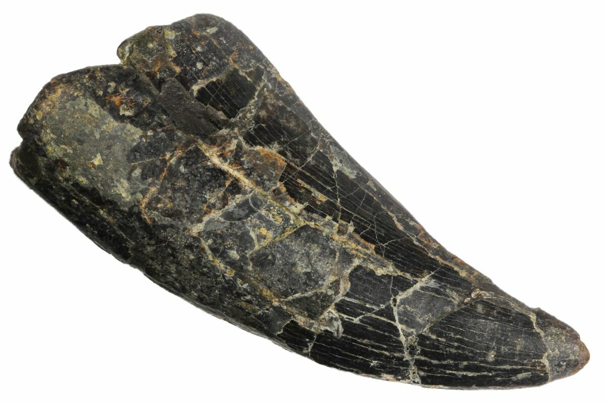 gorgosaurus tooth