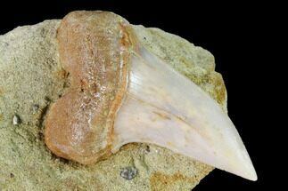 Fossil Mako Shark Tooth On Sandstone - Bakersfield, CA #144524