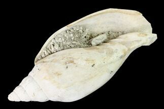 Pliocene Gastropod (Scaphella) Fossil - Florida #146115