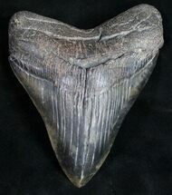 Beautifully Colored / Georgia Megalodon Tooth #10110