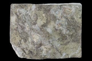 Five Species of Crinoids on One Plate - Gilmore City, Iowa #148697