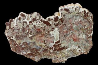 Polished, Cambrian Stromatolite (Madiganites) - Australia #150689