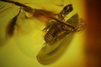 Fossil Pseudoscorpion and Fly Leg Preserved in Baltic Amber #150708