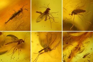 Fossil Springtail (Collembola) & Flies (Diptera) In Baltic Amber #150739