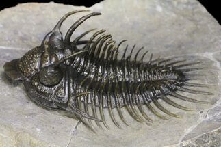 Spiny Comura Trilobite - Exceptional Preparation #154303