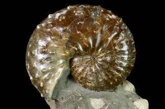 Red, Iridescent Discoscaphites Ammonite - South Dakota #155431