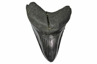 Fossil Megalodon Tooth - Robust Lower Tooth #151569