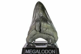 Fossil Megalodon Tooth - Huge Lower Tooth #155338