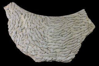 Fossil Microbial Mat - Oklahoma #155988