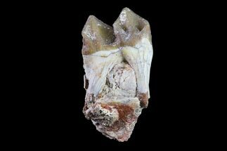 Oreodont (Merycoidodon) Tooth - South Dakota #157349