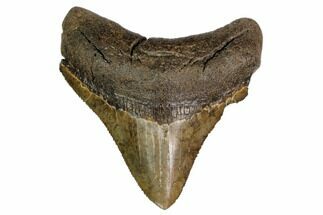 Serrated, Fossil Megalodon Tooth - Posterior Tooth #159747