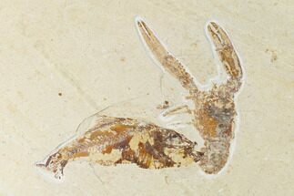 Lobster (Pseudostacus) and Fish (Armigatus) Fossil - Hakel, Lebanon #162773