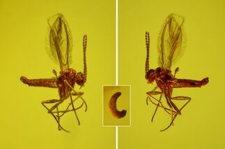 Fossil Butterfly Larva (Lepidoptera) and Fly (Diptera) in Baltic Amber #163507