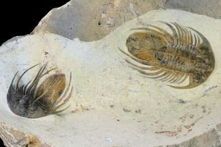 Double Kolihapeltis Trilobite Specimen - Atchana, Morocco #164519