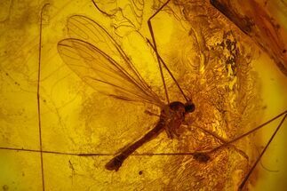 Two Detailed Fossil Crane Flies (Tipulidae) In Baltic Amber #170083