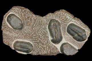Plate With Five, Five Large Struveaspis Trilobites - Jorf, Morocco #174195