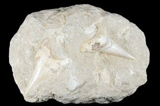 Two Large Otodus Shark Teeth in Rock - Eocene #174182