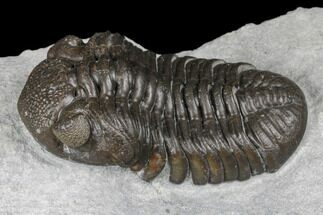 Monster, Eldredgeops Trilobite - Sylvania, Ohio #175643