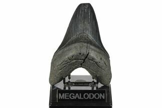Huge, Fossil Megalodon Tooth - Feeding Worn Tip #176685